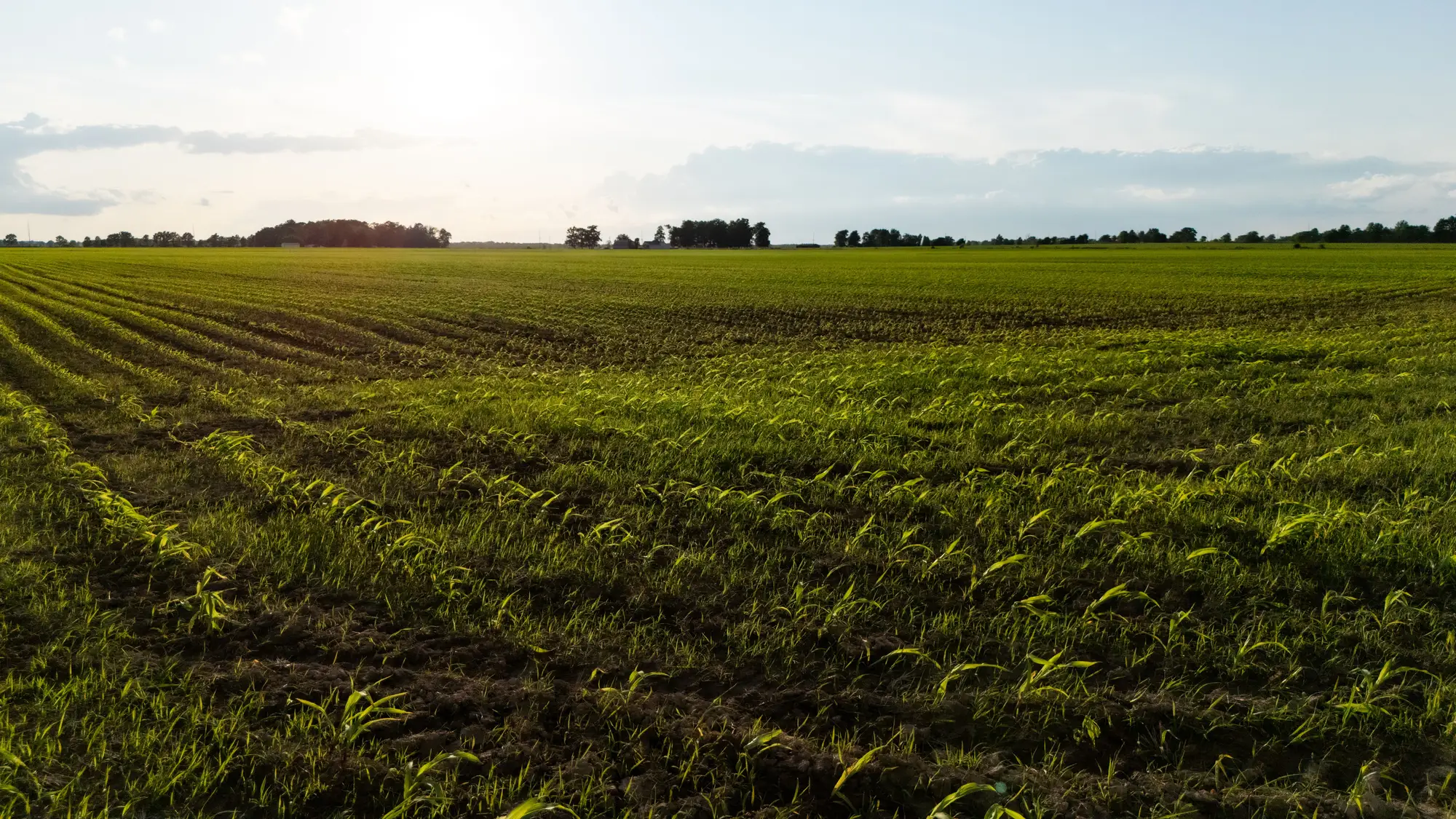 A field of young corn rows at low sun, with a tree line on the far edge