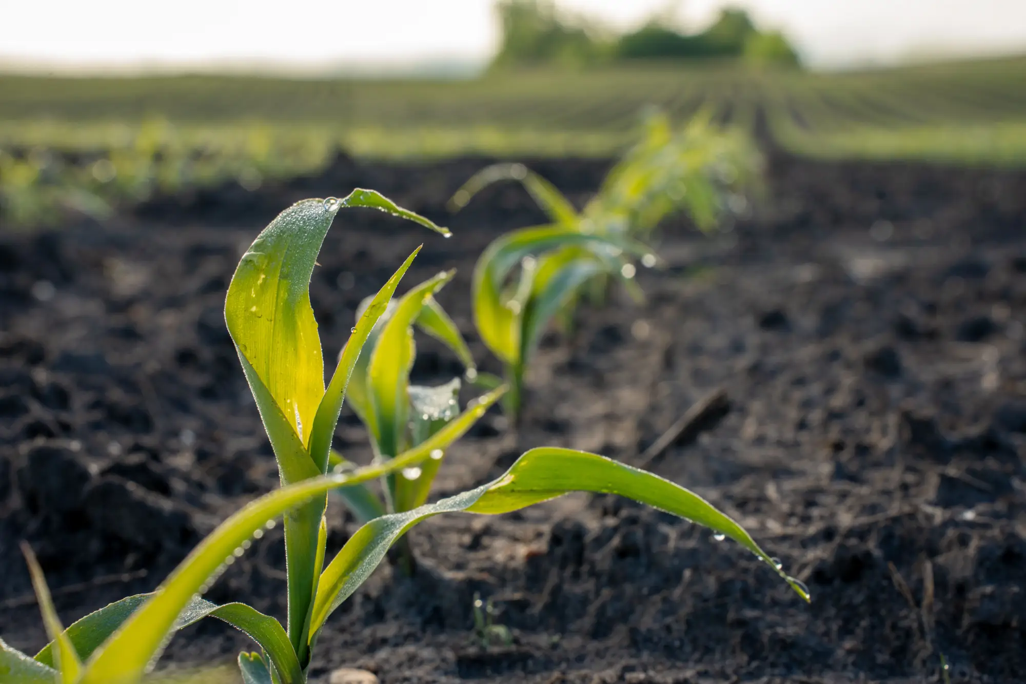 Young corn plants just up through dark soil, rows running off behind them
